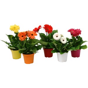 Piante di gerbera di vari colori in vasi colorati. Piante d'appartamento decorative per interni.