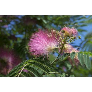 Pianta di Albizia in fiore con fiori rosa e foglie verdi.