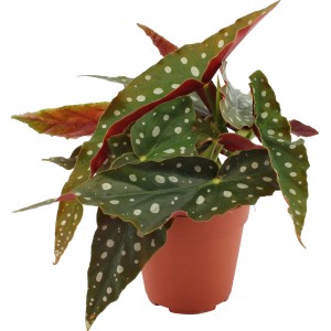 GROW by OBI Begonia Polka-Dot (Begonia Maculata) in vaso, foglie verdi con macchie bianche.