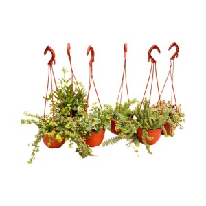 Piante grasse succulente ricadenti in Basket vaso Ø 14 cm