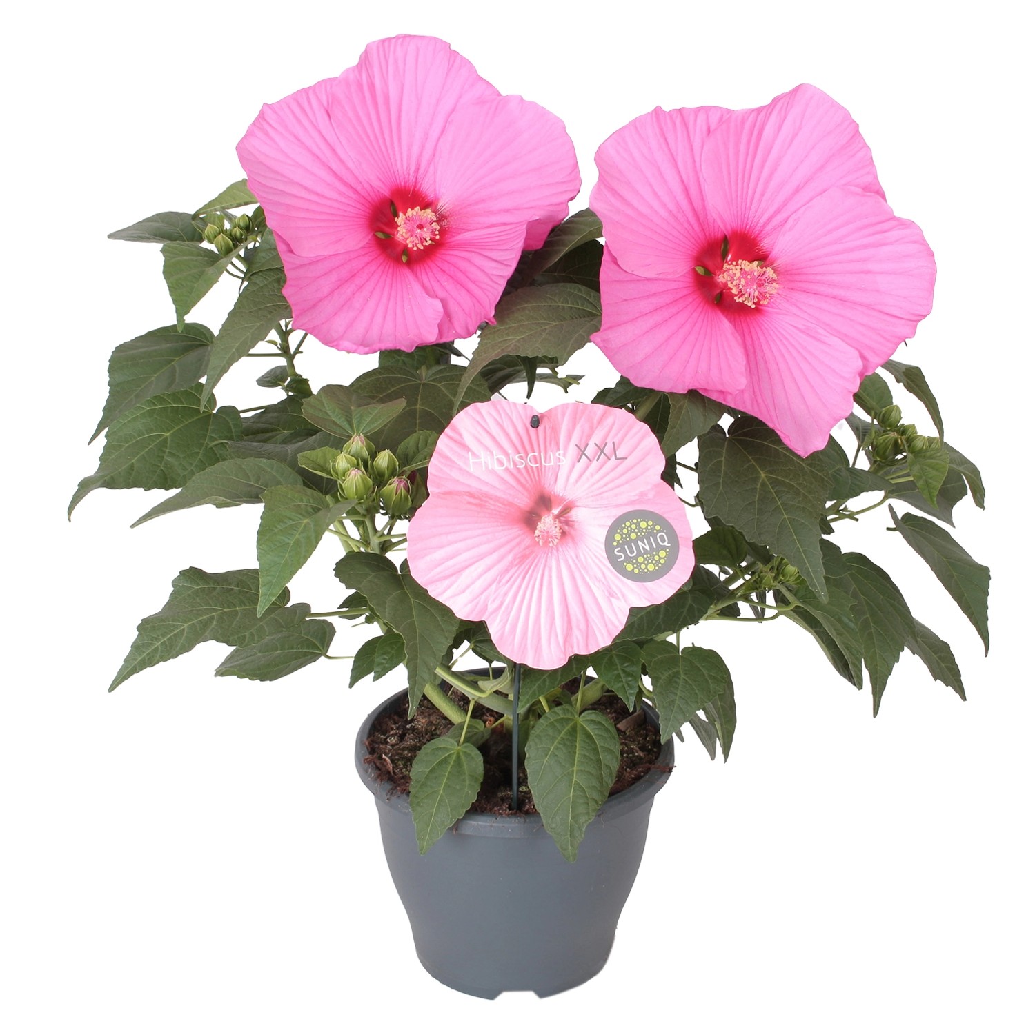 Ibisco (Hibiscus moscheutos) con fiori rosa in vaso, altezza circa 60 cm. Pianta fiorita per aiuole e vasi.