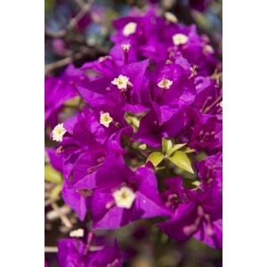 Primo piano di una rigogliosa Bougainvillea rampicante viola con delicati fiori bianchi.