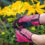 Guanti da fioraio rosa taglia 7 mentre tagliano un fiore in giardino.