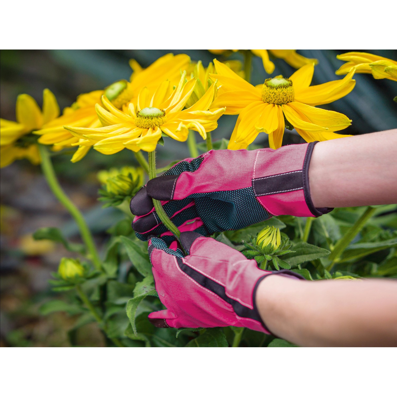 Guanti da fioraio rosa taglia 7 mentre tagliano un fiore in giardino.