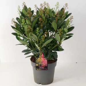 Skimmia in vaso, pianta verde da interno per composizioni.