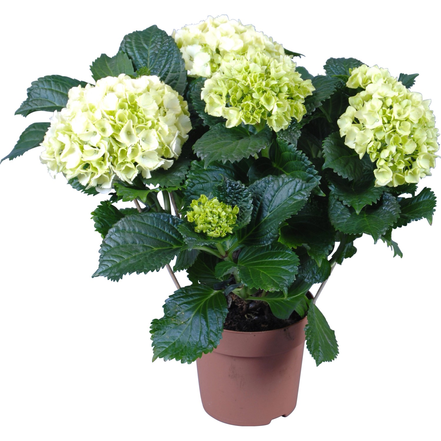 Ortensia da interno con fiori verde chiaro in vaso marrone, Ø vaso circa 14 cm.