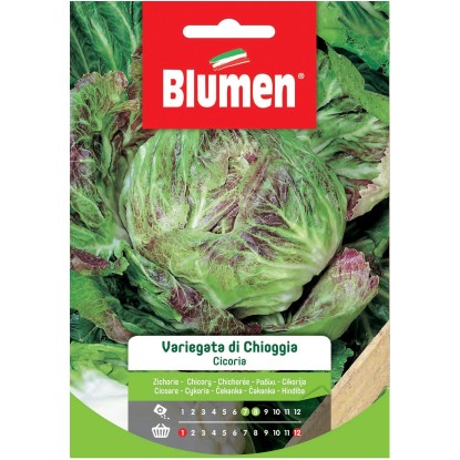 Semi Blumen Cicoria variegata di Chioggia