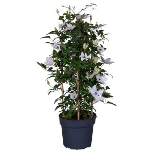 Pianta rampicante con fiori chiari in vaso, supporto per rampicanti in bambù.