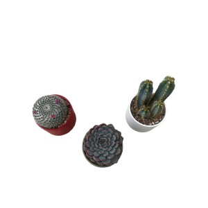 Tre diverse piante grasse (t.b.t.) in vaso, ideali come piante da interno.