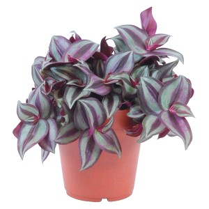 Tradescantia Zebrina in vaso, pianta d'appartamento decorativa con foglie viola e verdi.
