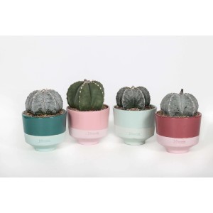 Cactus t.b.t. di vari colori in vasi abbinati.