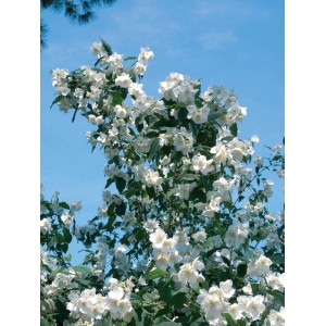 Arbusto in fiore con fiori bianchi su sfondo di cielo blu.