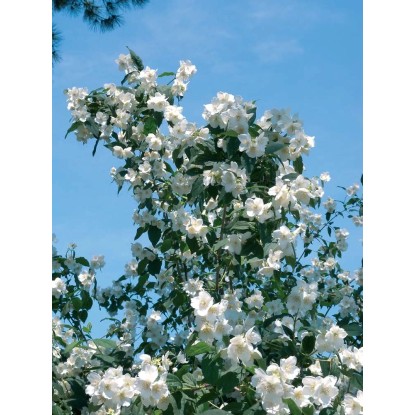 Philadelphus virginalis