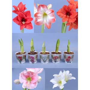 Bulbi di Amaryllis in vari colori e stadi di crescita.