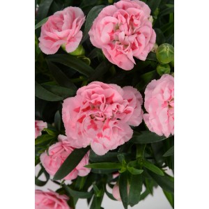 Garofano dei poeti Doublelicious Megan rosa in vaso (Ø 15cm).