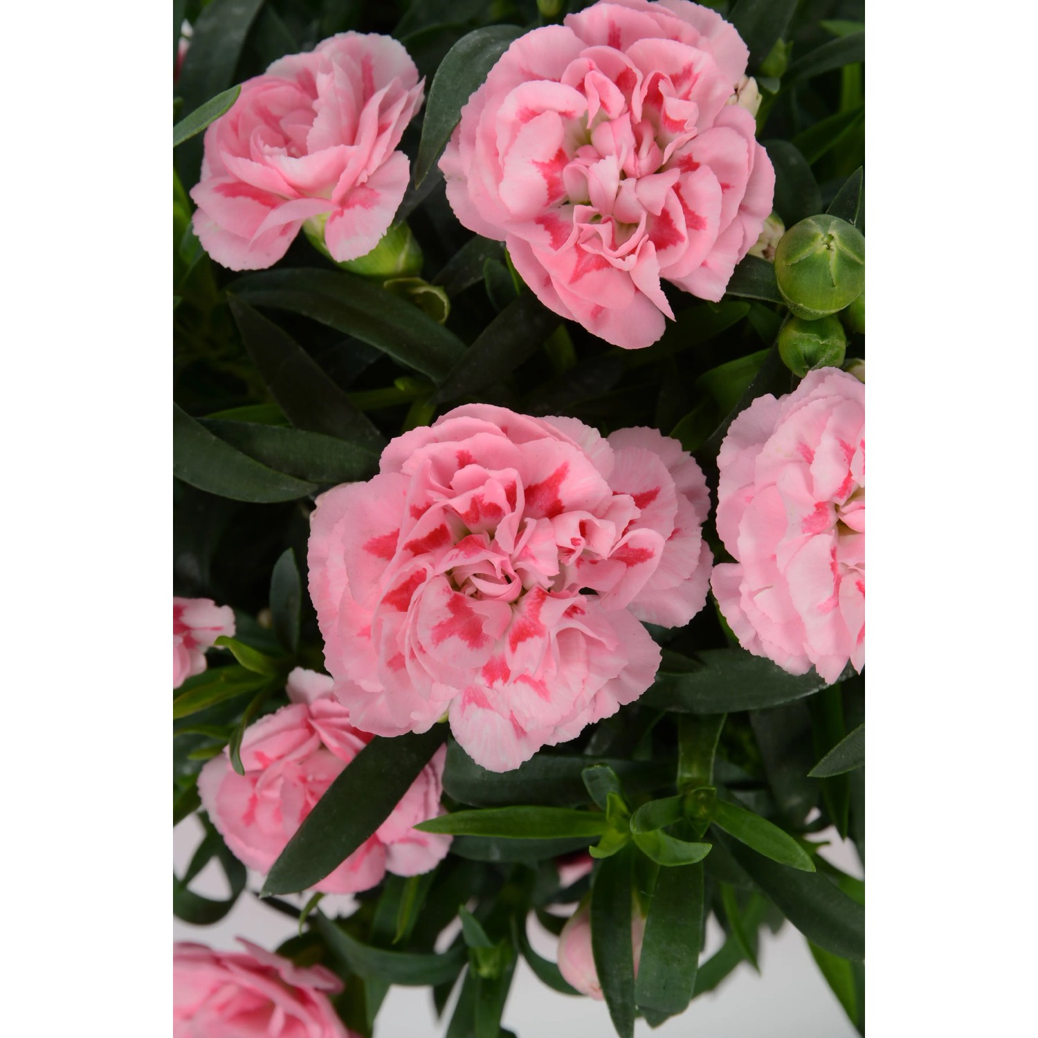 Garofano dei poeti Doublelicious Megan rosa in vaso (Ø 15cm).