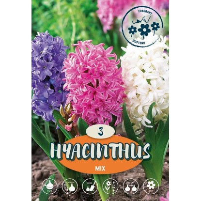 Giacinto Pastello Misto