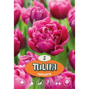 Primo piano del tulipano 'Margarita' viola, doppio. Fiore primaverile per aiuole e vasi.