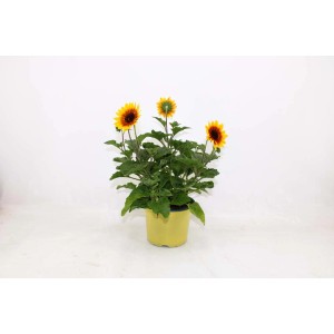 Pianta fiorita in vaso con fiori giallo-rossi in vaso giallo.