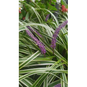 Pianta perenne t.b.t. con fiori viola e foglie striate.