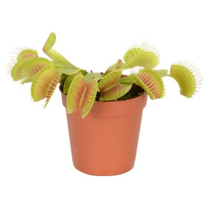 Dionea (Dionaea muscipula) in vaso, pianta carnivora con trappole a scatto.