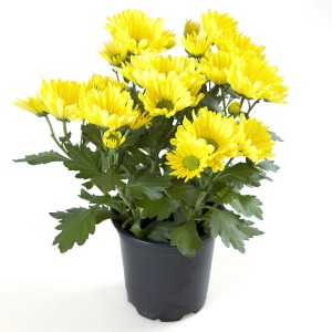 Crisantemo giallo in vaso, altezza circa 25 cm, diametro vaso circa 12 cm.