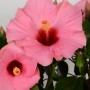Ibisco rosa GROW by OBI HibisQs con fiori rosa in vaso.