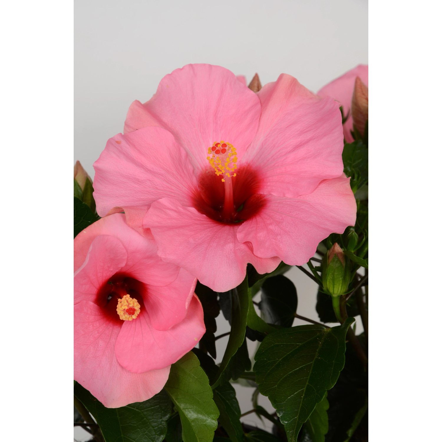 Ibisco rosa GROW by OBI HibisQs con fiori rosa in vaso.