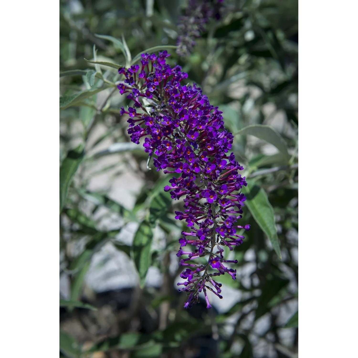 Buddleja (albero delle farfalle) in fiore con fiori viola intenso.
