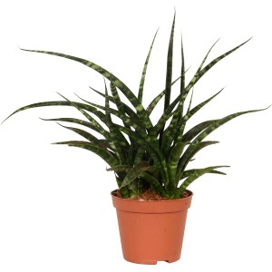 Sansevieria cylindrica in vaso marrone, ca. 8 cm Ø. Pianta verde con un tocco esotico.