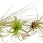 Tillandsie Mix: Assortimento di piante aeree a bassa manutenzione nei toni del verde e marrone.