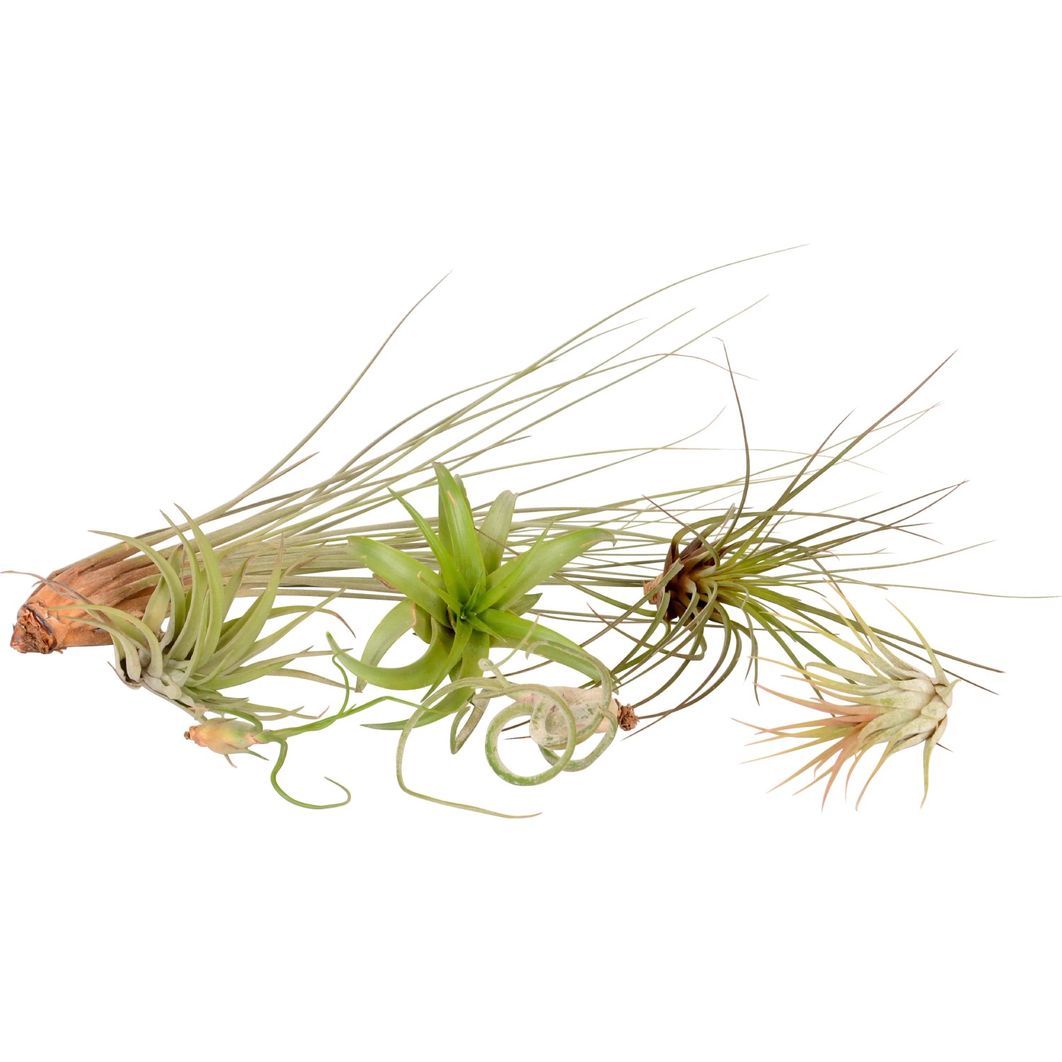 Tillandsie Mix: Assortimento di piante aeree a bassa manutenzione nei toni del verde e marrone.