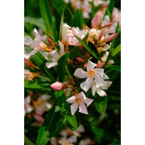 Arbusto in fiore: t.b.t. con delicati fiori rosa chiaro e foglie verdi.