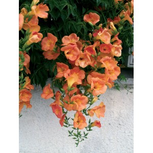 Pianta rampicante arancione con fiori a trombetta, che si arrampica su un muro.