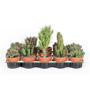 Vari cactus e piante grasse in vaso su un vassoio.