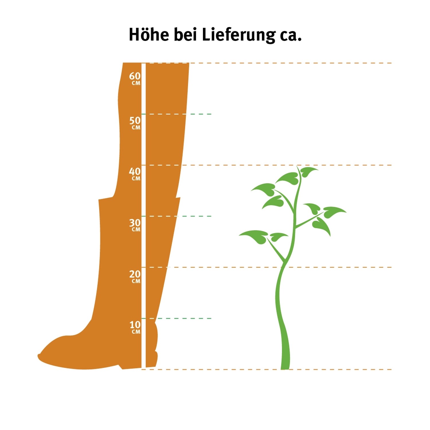 Indicazione delle dimensioni della pianta di ananas GROW by OBI (Ananas Candido) con scarpa come confronto.