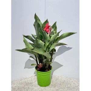Pianta di Canna rossa fiorita in vaso verde. Perenne decorativa ed esotica.