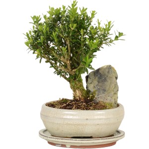 Bonsai da interno con pietra decorativa in vaso (Ø 21cm).