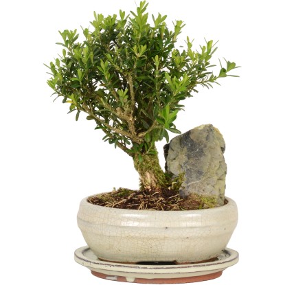 Bonsai con pietra decorativa vaso Ø 21 cm