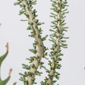 Rarepianta grassa Alberello vaso Ø 11 cm