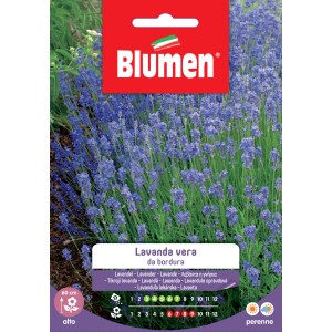 Semi di fiori di lavanda 'Vera' per fioriture profumate in giardino.