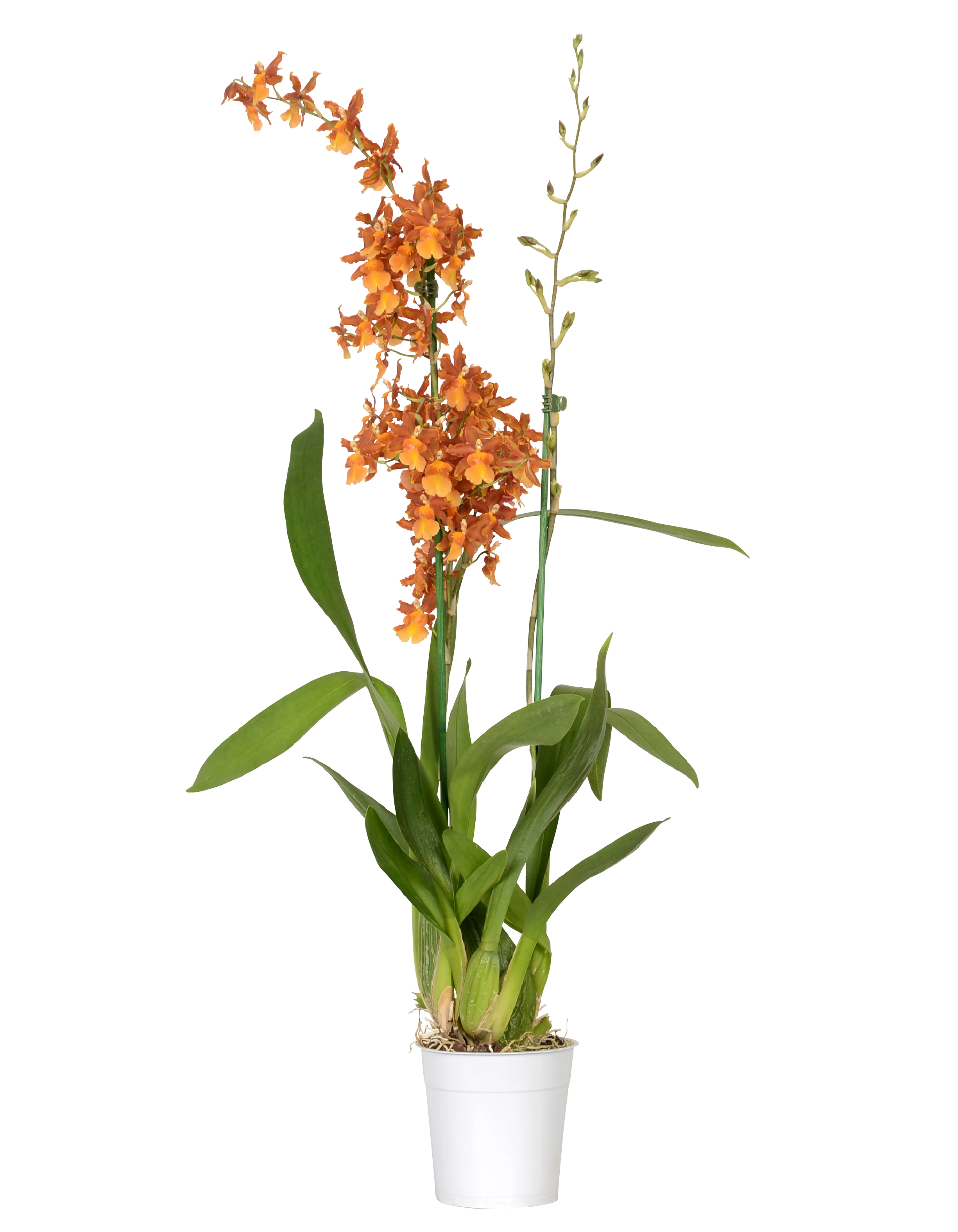 Cambria orchidea online