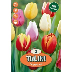 Tulipano Triumph Mixed 10 pz