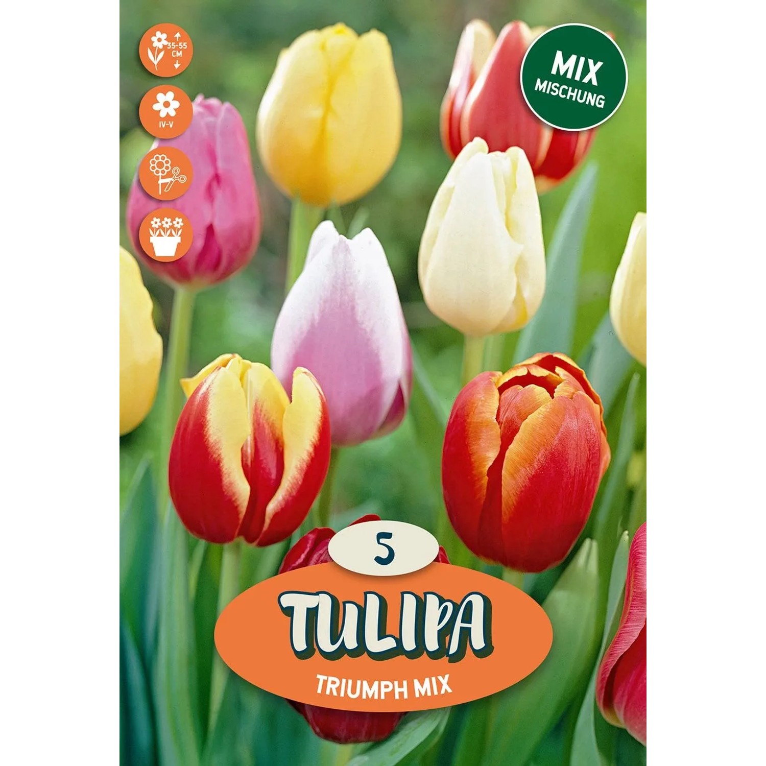 Tulipano Triumph Mixed 10 pz_2