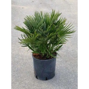 Palma nana compatta in vaso, una pianta invernale resistente per interni ed esterni.