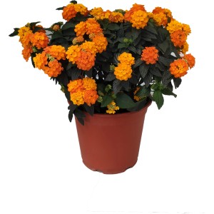 Pianta fiorita Lantana arancione in vaso.