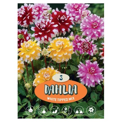 Dalia semi multicolor e bianco H 90 cm