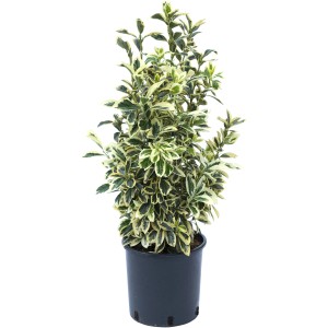 Arbusto sempreverde Evonomo in vaso con foglie verdi e bianche.