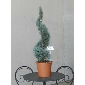 Cipresso giallo in vaso, taglio a spirale. Cipresso decorativo per giardino e patio.