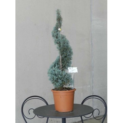 Cupressus arizonica `Fastigiatà - Cipresso blu